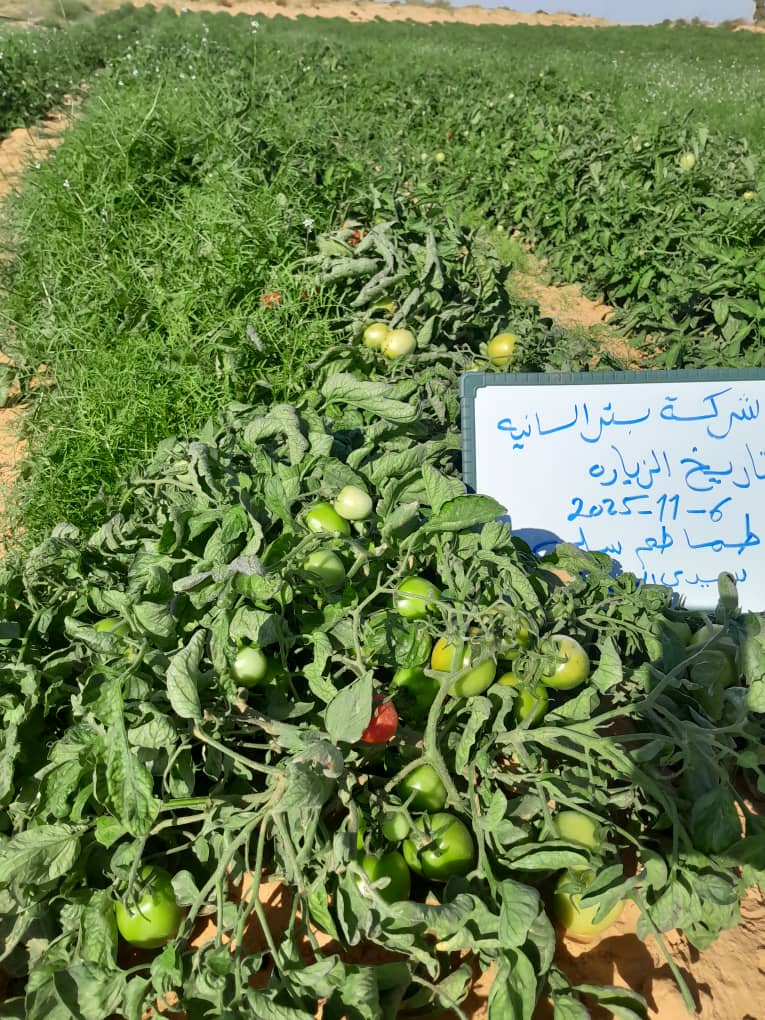 صورة رقم 15 من الحقول